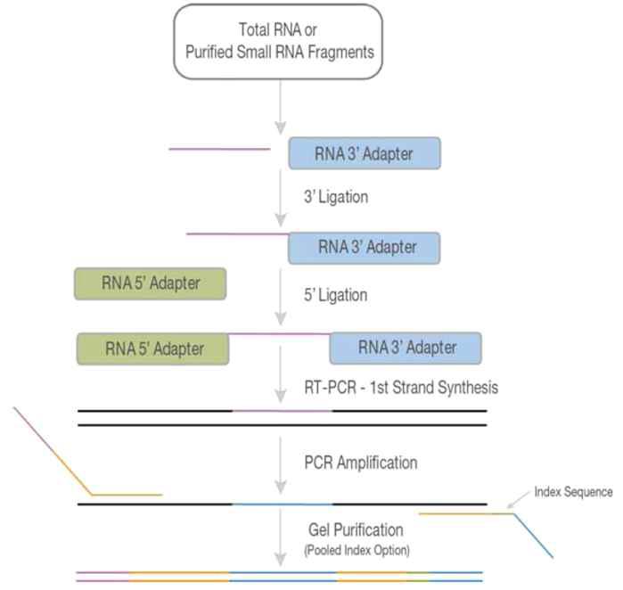 PCV2 ORF 발현 돼지 숙주세포 PK15 세포에서 isolation한 small RNA에 대한 cDNA library 제작과정 모식도