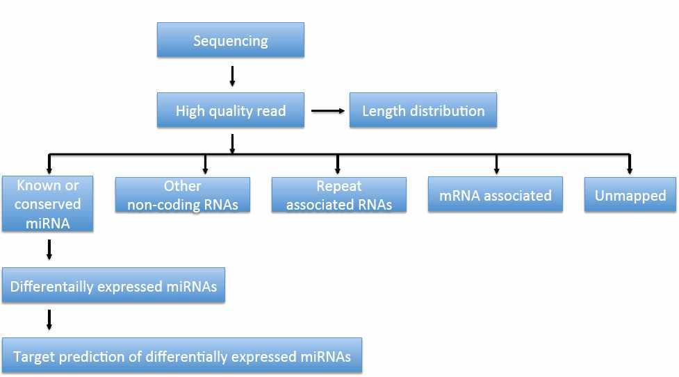 High-throughput sequencing 결과 분석 모식도. 각 sample들에 대한 sequencing data에서 high quality read만을 선택적으로 이용하여, length distribution을 확인하고, 18 nt 이상의 small RNA에 대한 identity를 확인함. 마이크로RNA로 선별하는데 있어 현재까지 알려진 돼지 마이크로RNA 및 인간에 보존된 ortholog 마이크로RNA 염기서열을 고려하여 각 sample간 발현차이를 확인함.