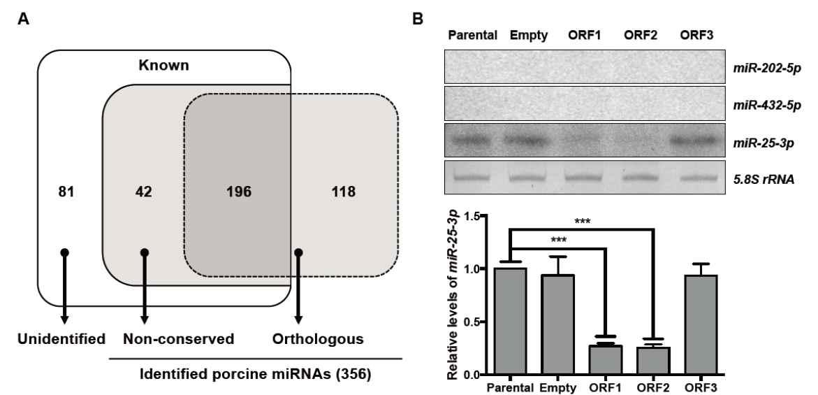 돼지의 알려진 마이크로RNA와 인간 ortholog 마이크로RNA 규명.