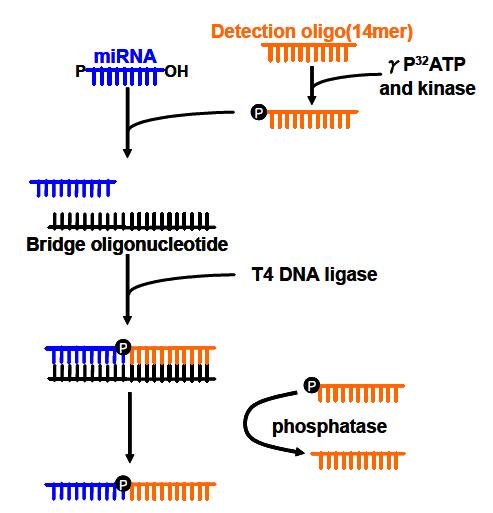 Splint-ligation assay의 도식적인 순서