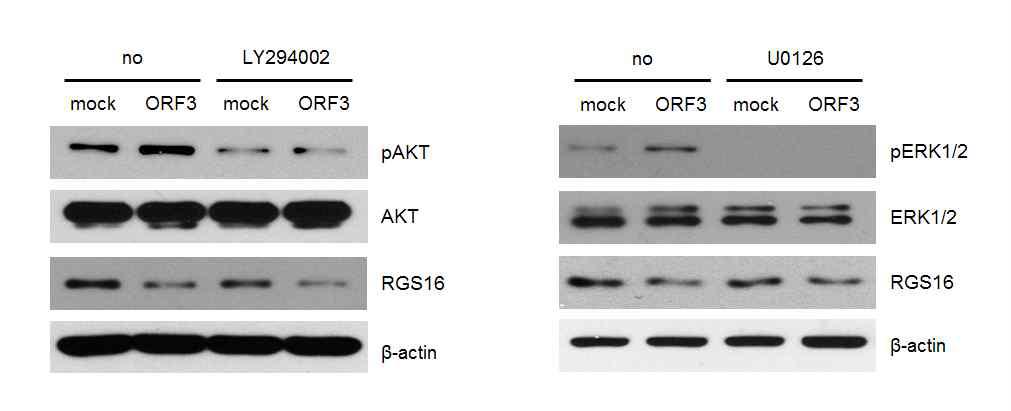 PCV2 ORF3 과발현 PK15 세포에 인산화 억제제인 LY294002와 U0126을 처리하였을 때, 인산화 AKT와 인산화 ERK1/2의 단백질 양 변화를 확인