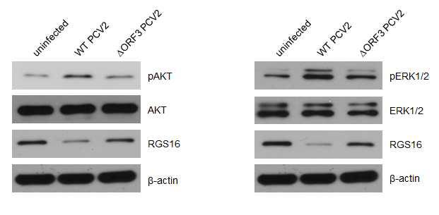 야생형 PCV2와 ORF3 돌연변이 PCV2 감염 PK15 세포의 인산화 AKT와 인산화 ERK1/2의 단백질 양 변화를 확인