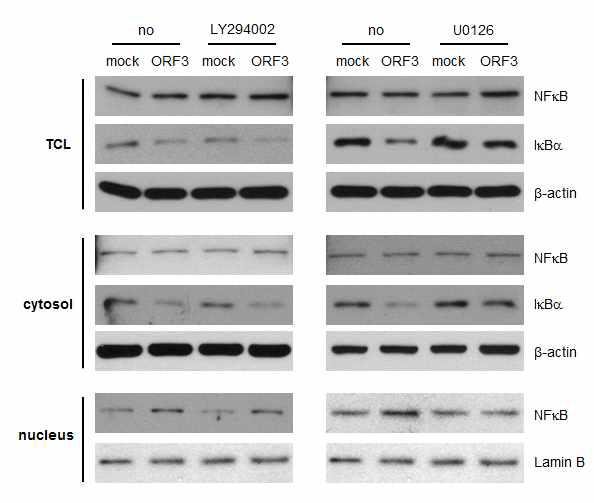 PCV2 ORF3 과발현 PK15 세포에 인산화 억제제인 LY294002와 U0126을 처리하였을 때, NFκB의 핵 내 이동과 IκB의 단백질 양 변화를 확인