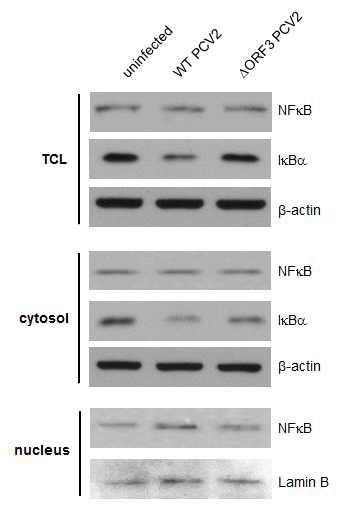 야생형 PCV2와 ORF3 돌연변이 PCV2 감염 PK15 세포의 NFκB의 핵 내 이동과 IκB의 단백질 양 변화를 확인