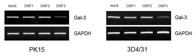 각각의 PCV2 ORF 단백질이 과발현된 PK15, 3D4/31 세포에서 돼지 Galectin-3 mRNA 발현확인