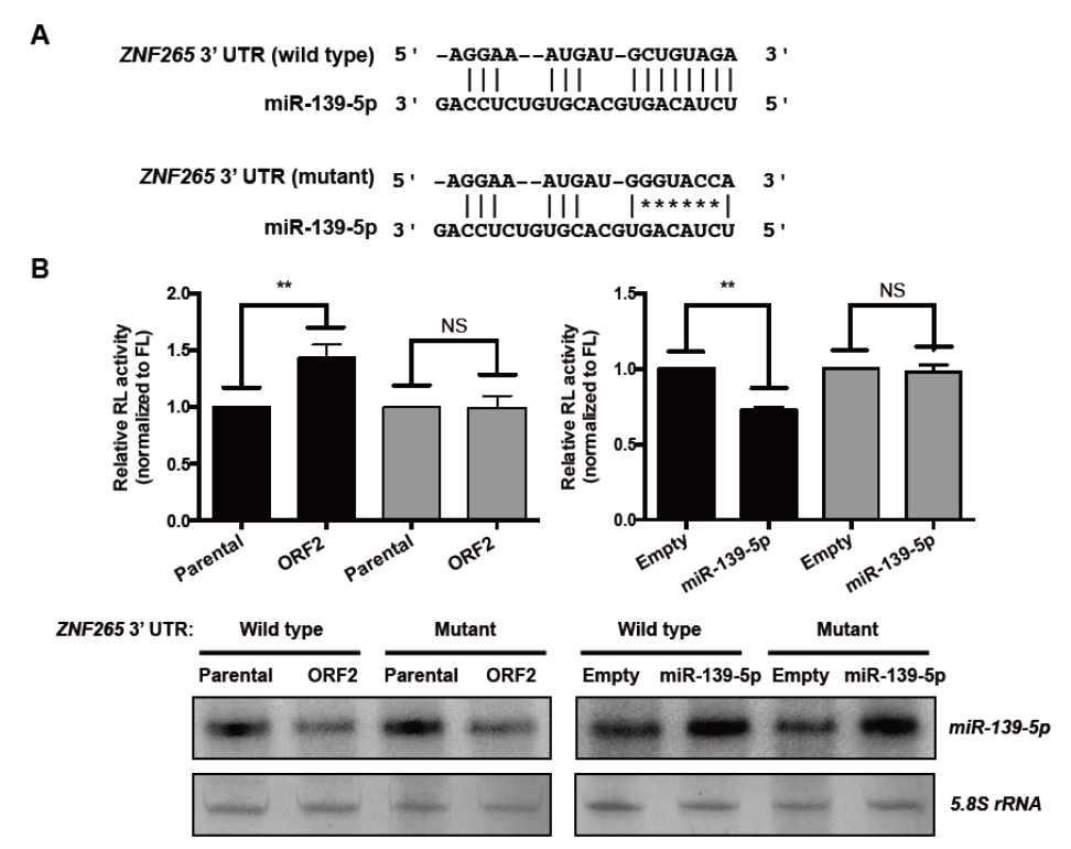 miR-139-5p에 의한 ZNF265 발현조절