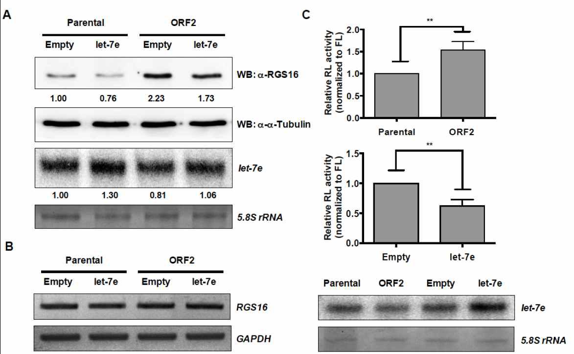 let-7e에 의한 RGS16 발현조절