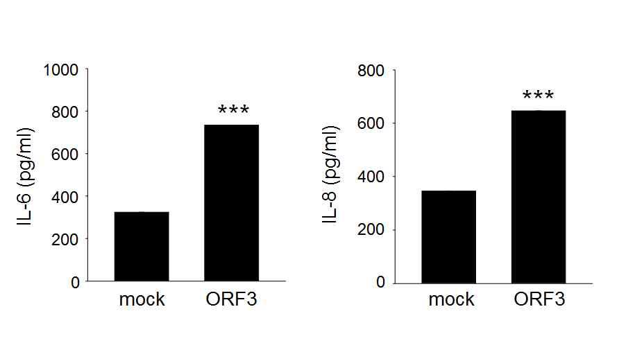 PCV2 ORF3 과발현 PK15 세포에서 IL-6와 IL-8의 단백질 분비량 변화를 확인 mock, empty vector only