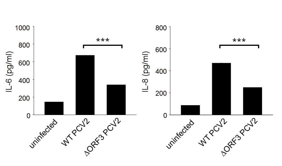 야생형 PCV2 (WT PCV2)와 ORF3 돌연변이 PCV2 (ΔORF3 PCV2)감염 PK15 세포에서 IL-6와 IL-8의 단백질 분비량 변화를 확인