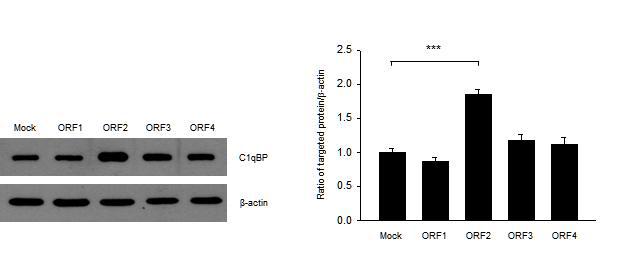 PCV2 ORF2가 과발현 된 3D4/31 숙주세포에서 C1qBP 단백질의 발현이 증가함을 확인