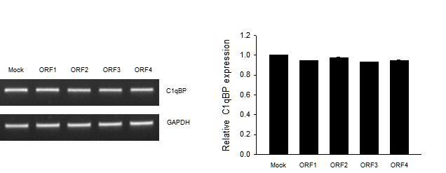 PCV2 ORF가 각 각 과발현 된 3D4/31 숙주세포에서 C1qBP RNA 전사 수준의 발현은 차이가 없음을 확인