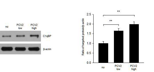 야생형 PCV2가 농도별로 처리 된 3D4/31 숙주세포에서 C1qBP 단백질의 발현을 확인함