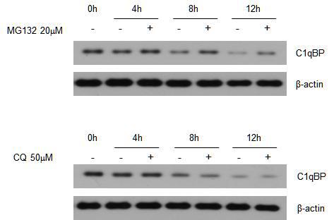 3D4/31 세포에서 C1qBP의 안정도(stability)를 측정함. 프로테오좀 억제제인 MG132와 라이소좀 효소 억제제인 CQ를 처리하여 확인함. mock, empty vector only