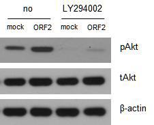 PCV2 ORF2가 과발현 된 3D4/31 세포에서 phospho AKT가 증가하고 PI3K의 특이적인 억제제인 LY294002를 처리했을 때, pAkt가 효과적으로 억제됨을 확인함