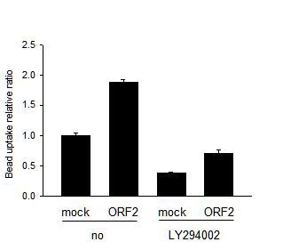 PI3K 억제제(LY294002)를 처리한 후 mock, ORF2 3D4/31 세포에서 식균작용을 확인한 결과. 1개 이상의 bead를 uptake한 세포의 비율을 합하여 표시함.