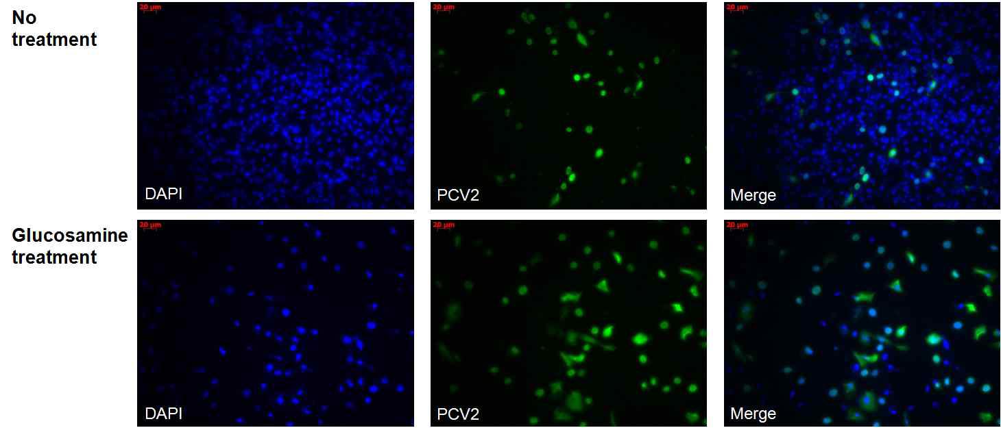 Glucosamine 처리에 의한 PCV2 바이러스의 감염효율증가 확인. PCV2