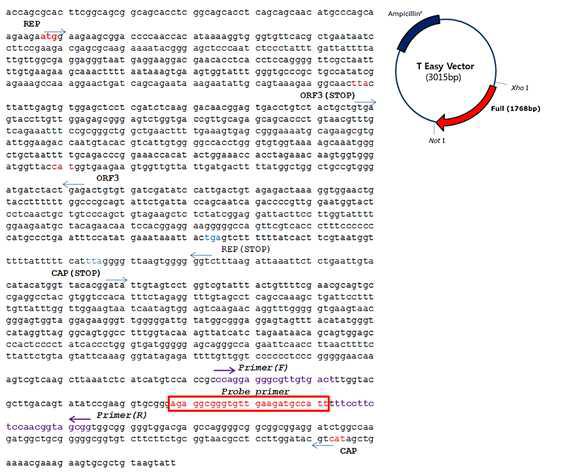 PCV2의 genomic DNA와 염기서열