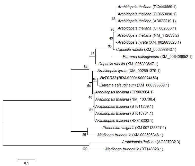 BrTSR53의 phylogenetic tree 분석