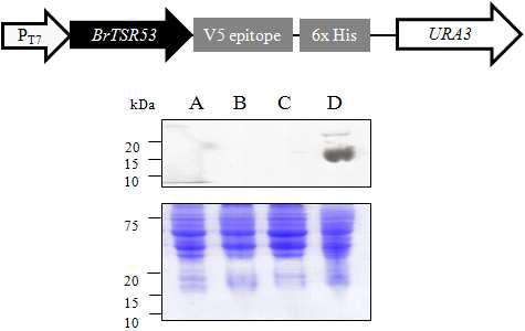 효모 발현시스템에서 BrTSR53의 단백질 발현분석