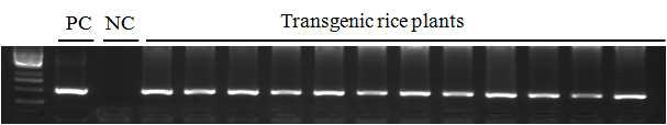 유용 유전자의 형질전환체 genomic DNA PCR 선발