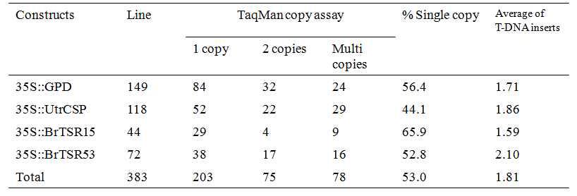 형질전환체의 copy number 빈도