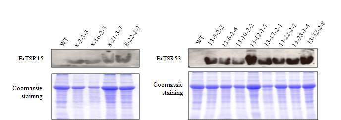 35S:BrTSR15, 35S:BrTSR53 형질전환체의 단백질 발현 분석