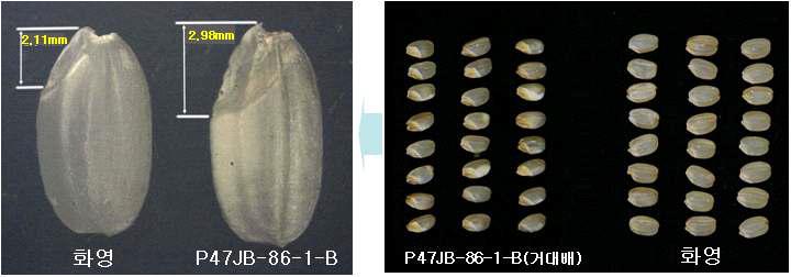 ‘P47JB-86-1-B'(거대배)와 화영 거대배 비교