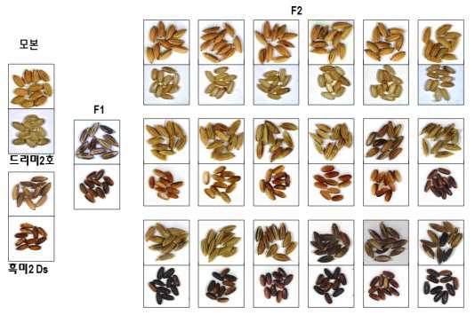 드리미 2호/흑미2Ds F1, F2에서의 종피색 및 현미색 특성 분리