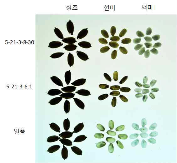 체세포 변이에 의한 저아밀로스의 S-21-3-8-30와 S-21-3-6-1 미립특성 비교