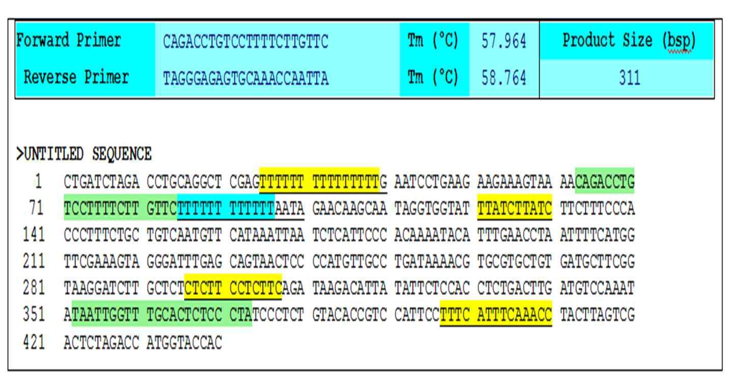 DNA sequencing and primer design