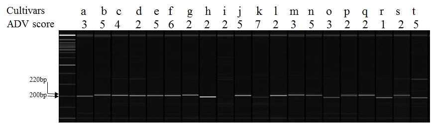 RM27258 관련 알칼리 붕괴도 일반 품종 비교 , a; Cheongcheong, b; Nagdong, c; Ilpum, d; Chilbo, e; Dongjin, f; Baekjinju, g; Ilmi, h; Chucheong, i; Hwayoung, j; Drimi No.1, k; Drimi No.2, l; Heuseol, m; Heukjinju, n; Junam, o; NP97, p; Tetep, q; Warrangal culture 1240, r; N22, s; Santhi288, t; TN1.