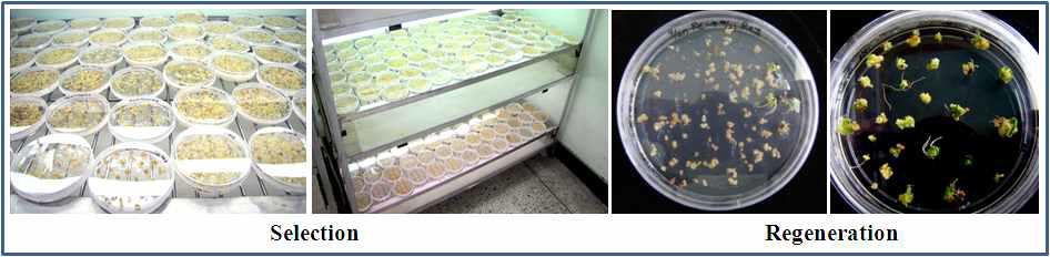 Generation of transgenic rice plants overexpressing AvMaSp gene