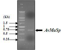 PCR amplification of AvMaSp