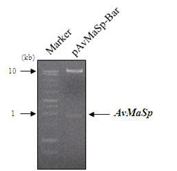 Restriction enzyme cutting of pAvMaSp