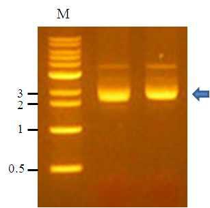 PCR amplification of AvMaSp