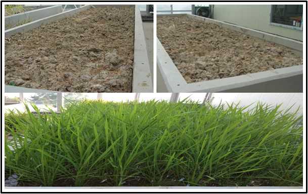 Growth of transgenic rice plants in green house