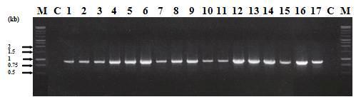 PCR Screening of transgenic rice