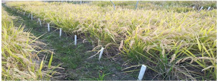 Generation of transgenic rice plants with AvMaSp-R
