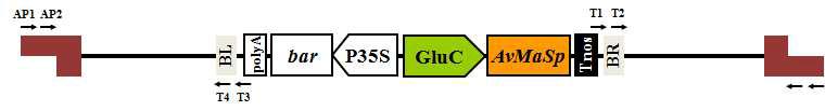 Diagram of AvMaSp-R with oligonucleotides