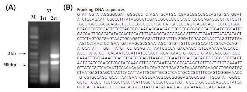 Franking DNA sequece analysis of AvMaSP overexpression transgenic plant