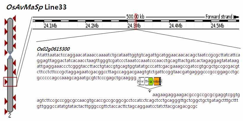 Genomic structure of OsAvMaSp Line33 showing the position of the pAvMaSp-Bar