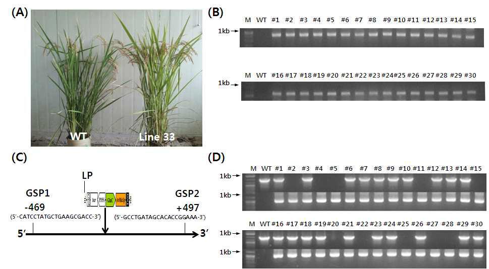 Identification and charaterization of transgenic plant line33