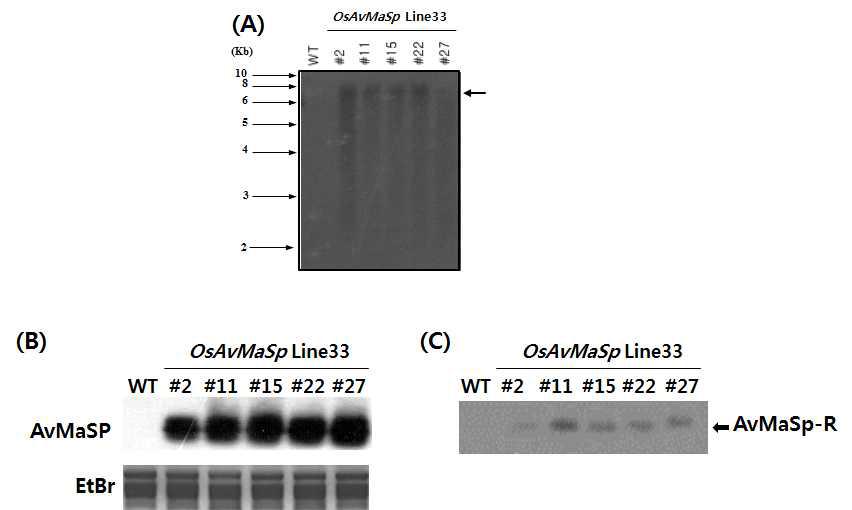 (A) Southern blot analysis using the full of the AvMaSp gene as a probe revealed that transgenic plants contained 1copy in rice genome