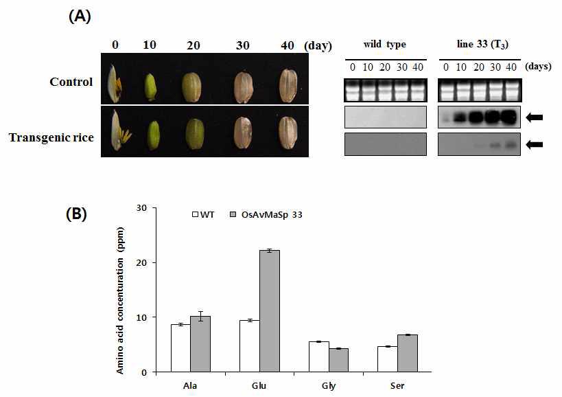 Gene expression and amino acid concent analysis of wild-type and transgenic