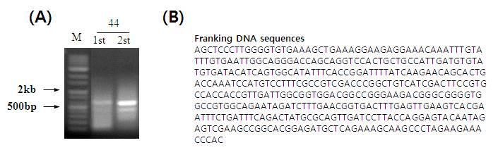 Franking DNA sequece analysis of AvMaSP overexpression transgenic plant