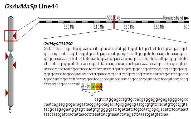 Genomic structure of OsAvMaSp Line44 showing the position of the