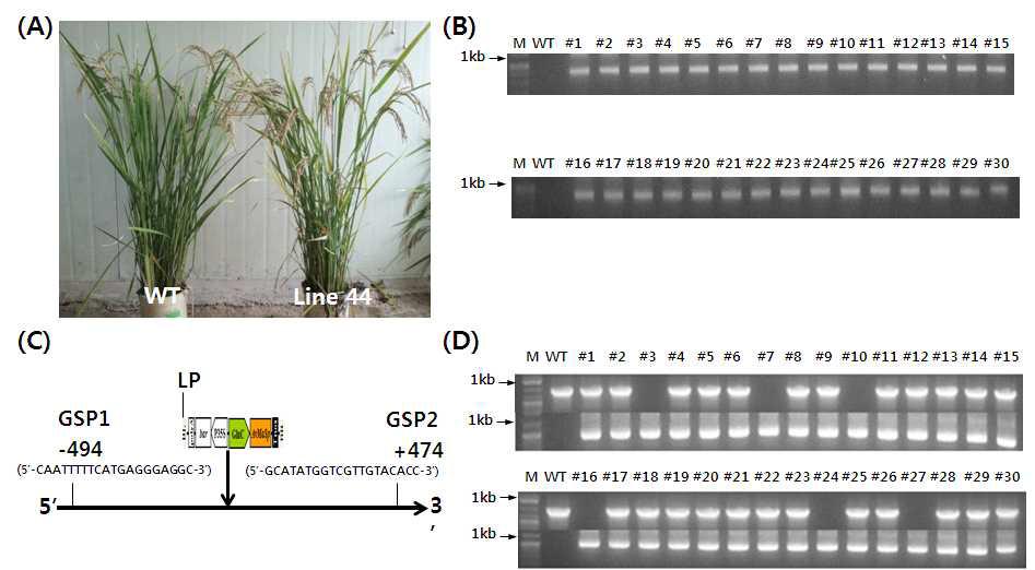 Identification and charaterization of transgenic plant line44