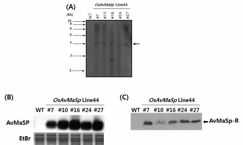 (A) Southern blot analysis using the full of the AvMaSp gene as a probe