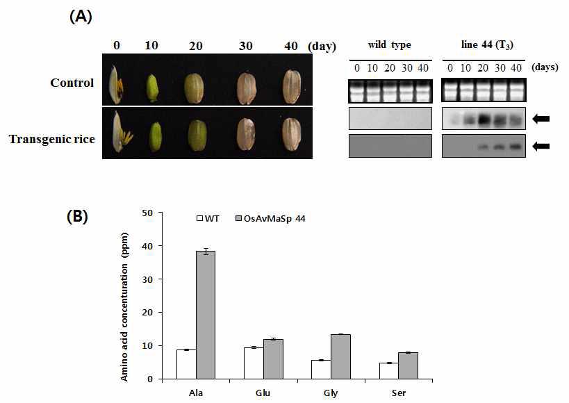 Gene expression and amino acid concent analysis of wild-type and transgenic