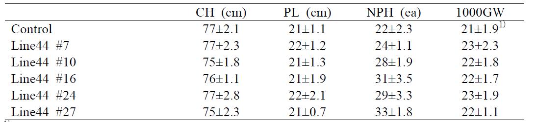 The agronomic traits of AvMaSP gene overexpressing transgenic rice line44relative to control plant